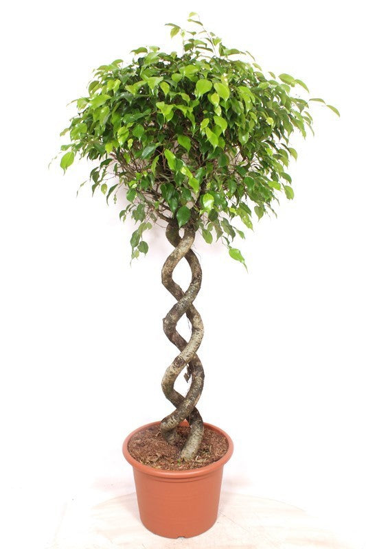 Ficus benj. Exotica 170cm 40cm Pot