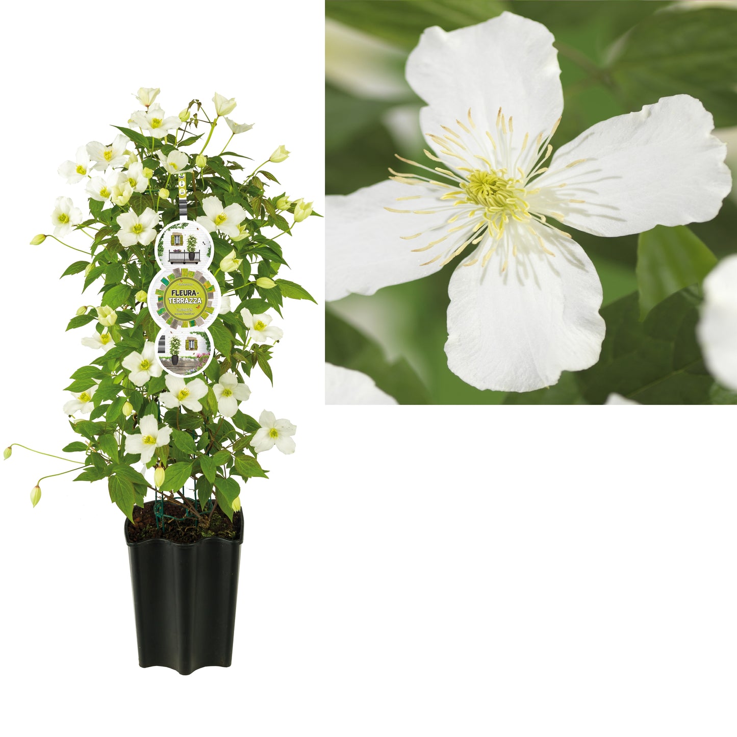 Clematis montana Grandiflora 75cm 19cm Pot