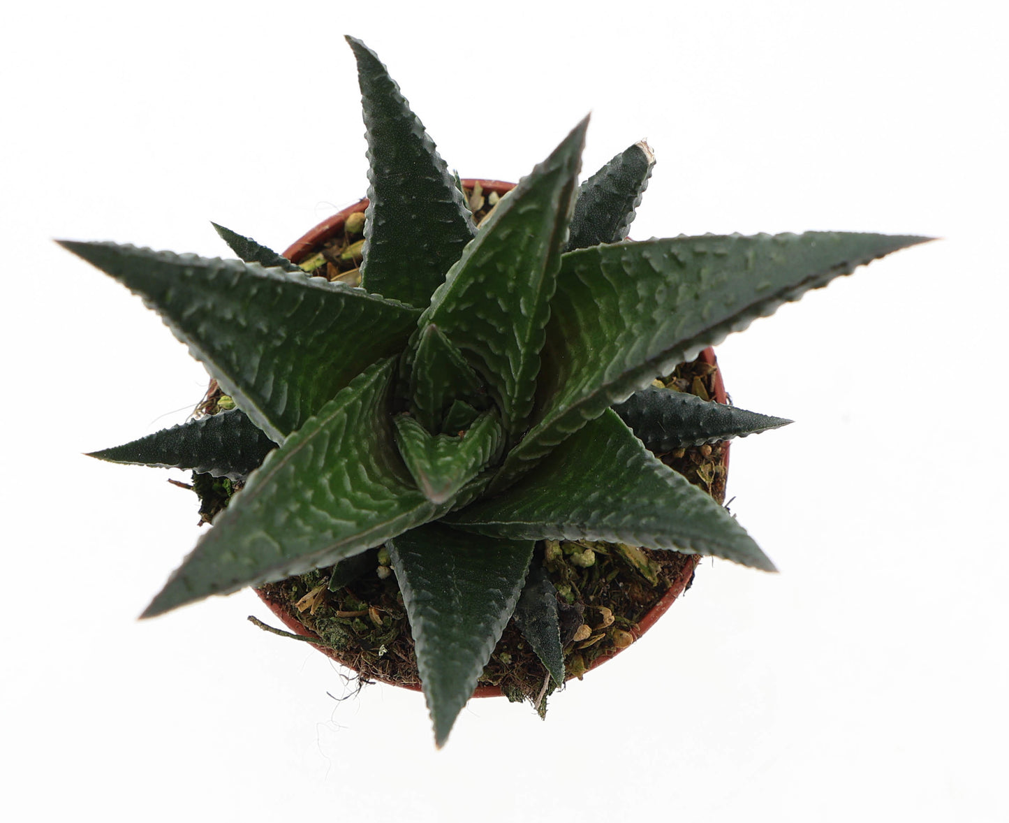 Haworthia limifolia 10cm 5.5cm Pot