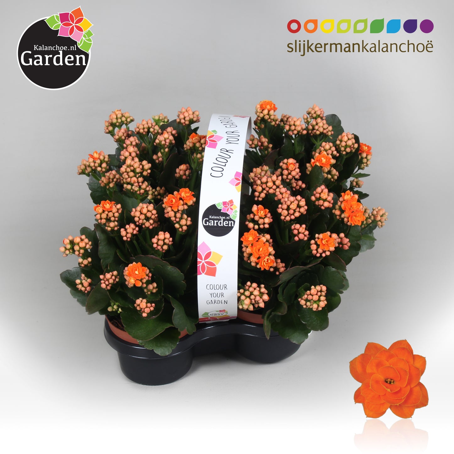 Kalanchoe gevuldbloemig 23cm 1cm Pot
