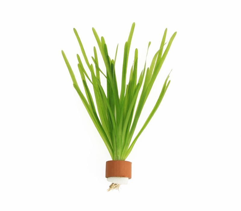 Vallisneria asiatica 5cm 2cm Pot