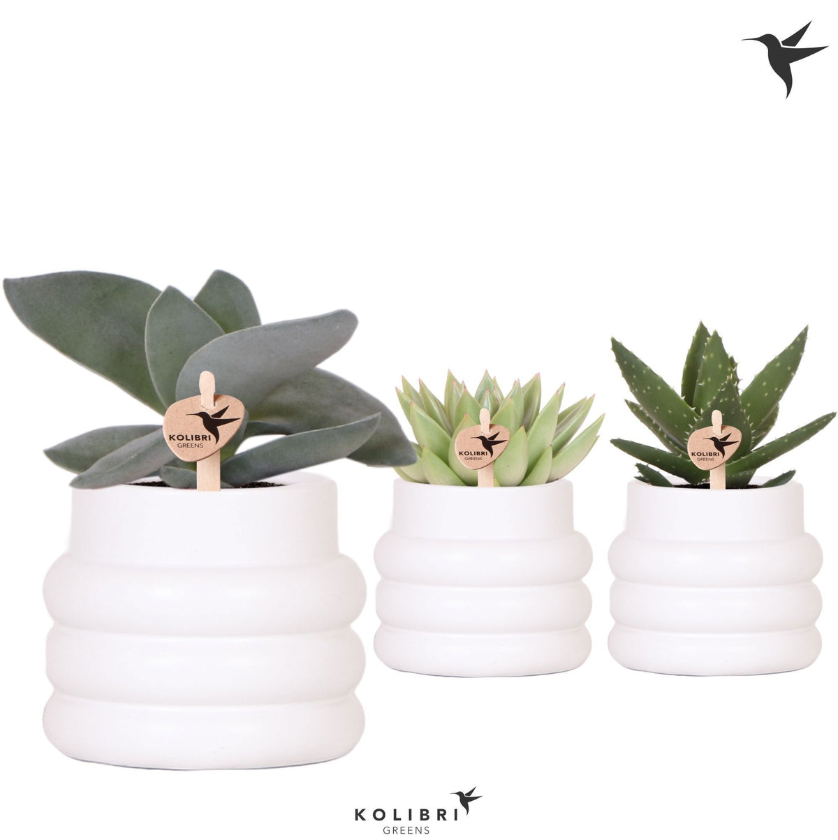 Succulent mix 21cm 9cm Pot
