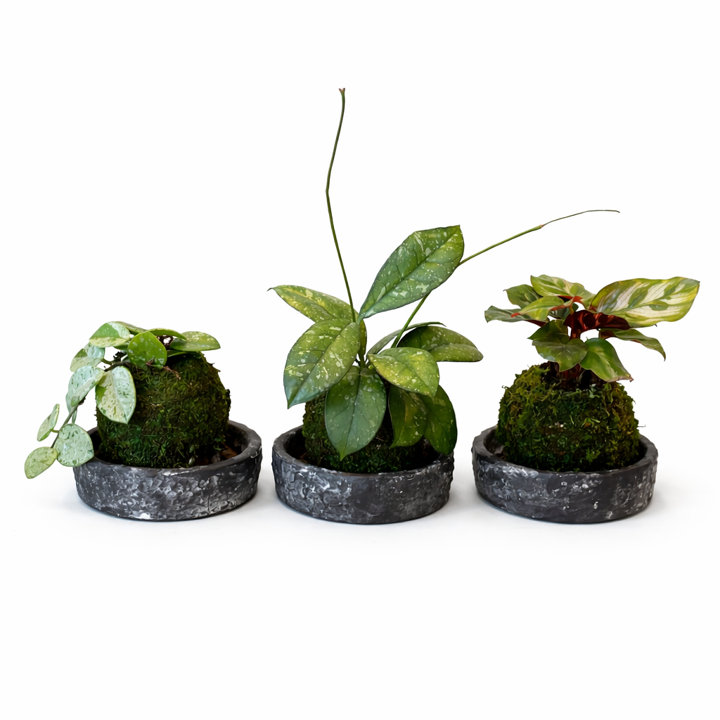 Wardians Koke Bowl 16cm 9cm Pot