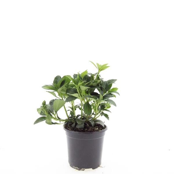 Pachysandra term. Green Carpet 20cm 14cm Pot