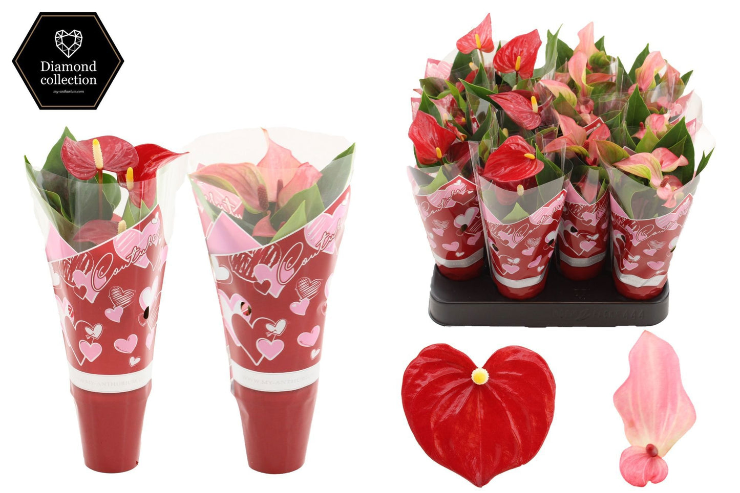 Anthurium mix 18cm 6cm Pot