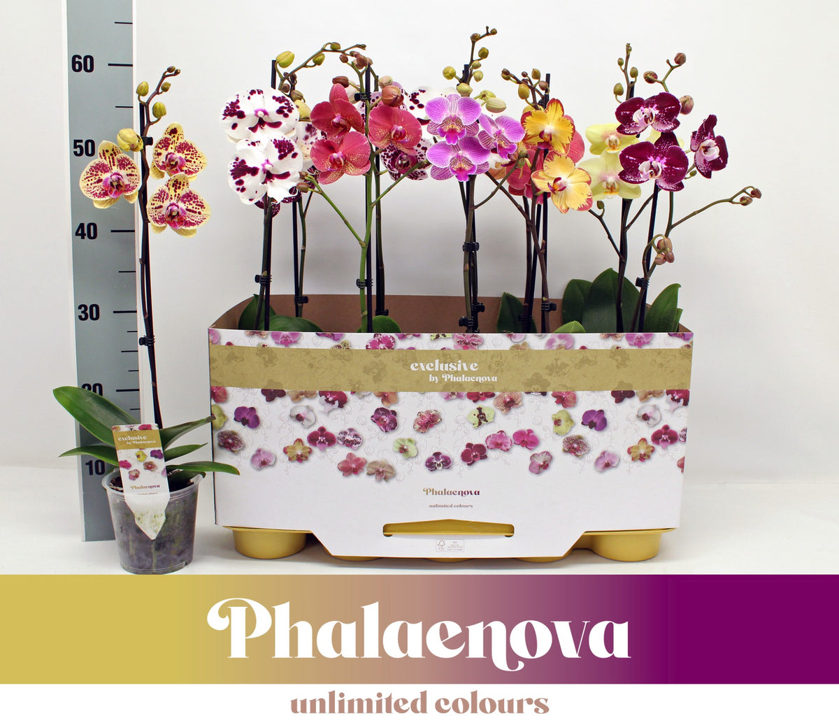 Phalaenopsis mix 10 colors 60cm 12cm Pot