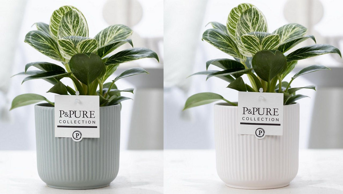 Philodendron scandens 35cm 12cm Pot