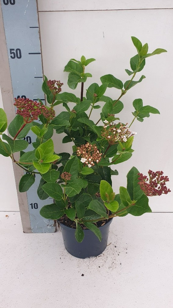 Viburnum tinus Lisa Rose 50cm 17cm Pot