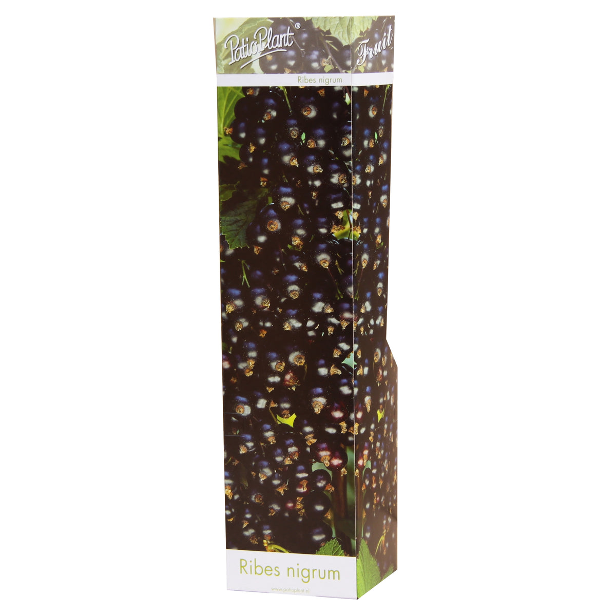 Fruit/Shrub Climber mix 25cm 9cm Pot