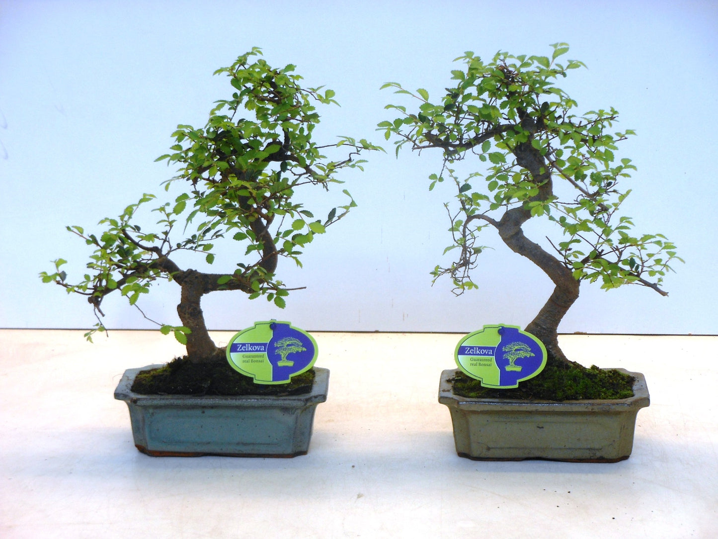 Zelkova sp. Bonsai 35cm 20cm Pot
