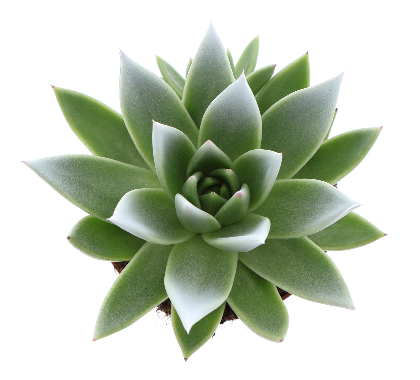 Miranda tips white 12cm 510cm Pot