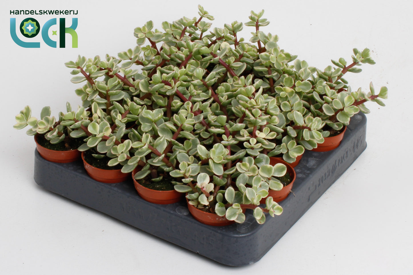 Portulacaria afra Variegata 10cm 5.5cm Pot