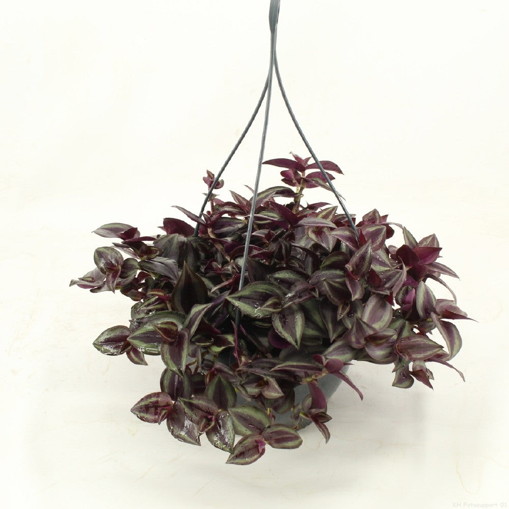 Tradescantia zebrina 40cm 23cm Pot