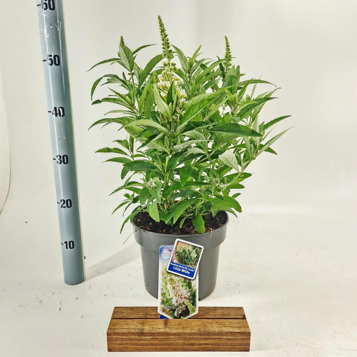 Buddleja Butterfly Candy Little White 50cm 23cm Pot