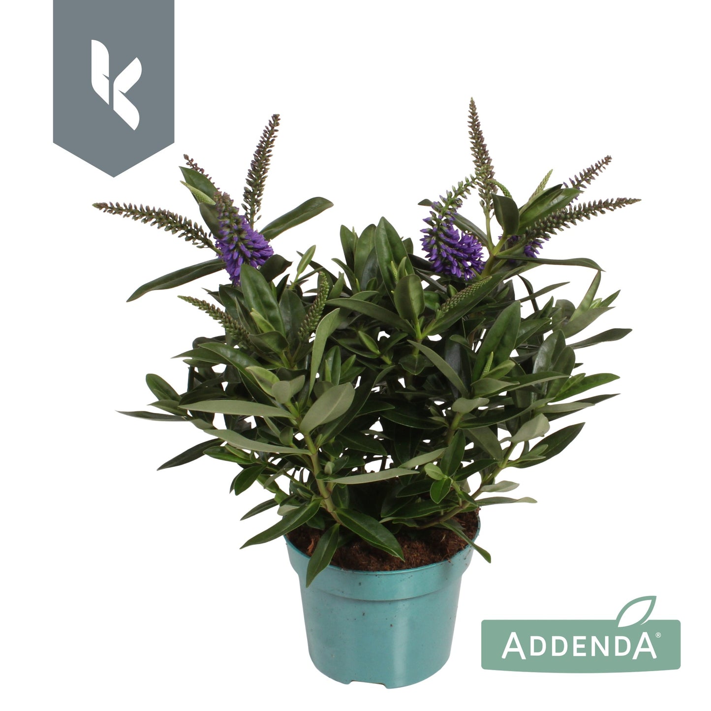 Hebe Hebedonna Britta 25cm 12cm Pot