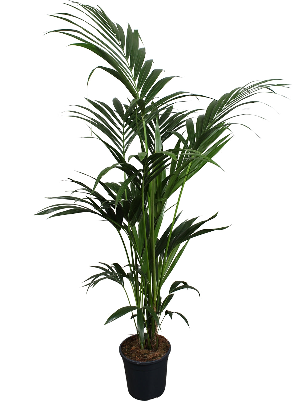 Howea forsteriana 180cm 24cm Pot