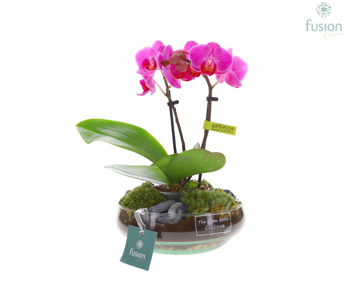 Green Bottle Iris Small met Phalaenopsis 25cm 15cm Pot