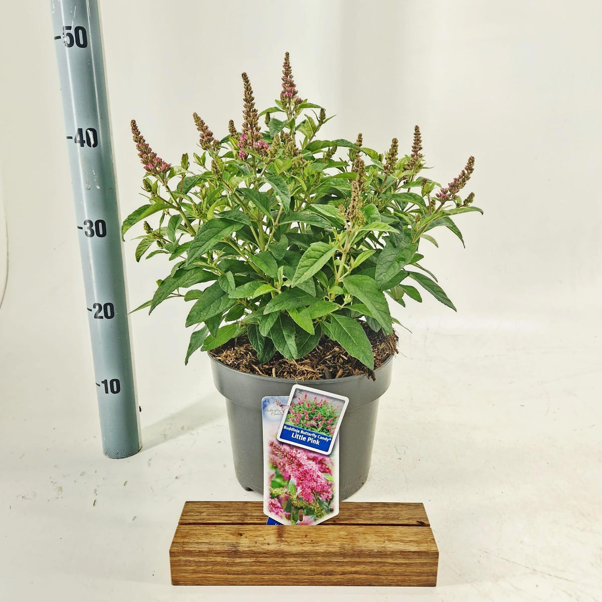 Buddleja Butterfly Candy Little Pink 45cm 23cm Pot