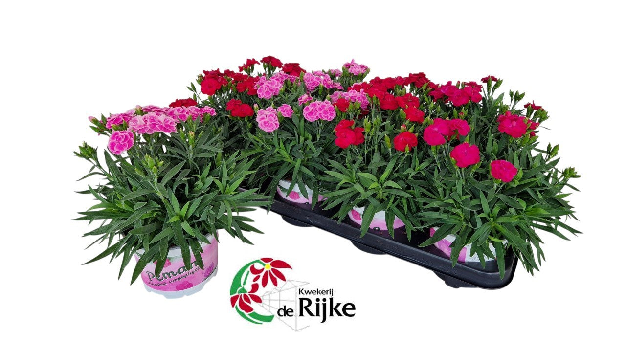 Dianthus Peman mix 24cm 12cm Pot
