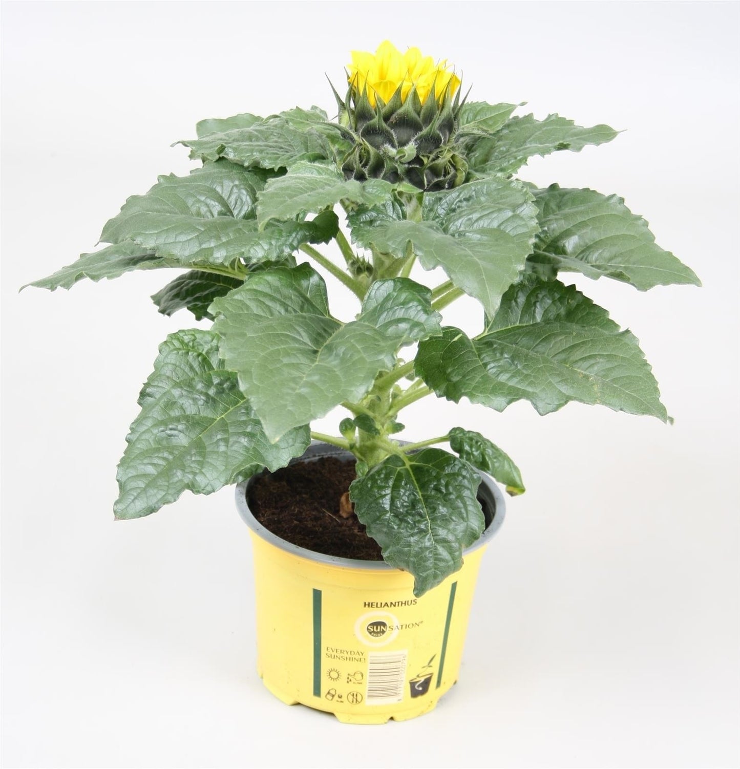 Kap-Tiegelaar. Kwekerij Helianthus ann. Sunsation stage 2 Pack of 8