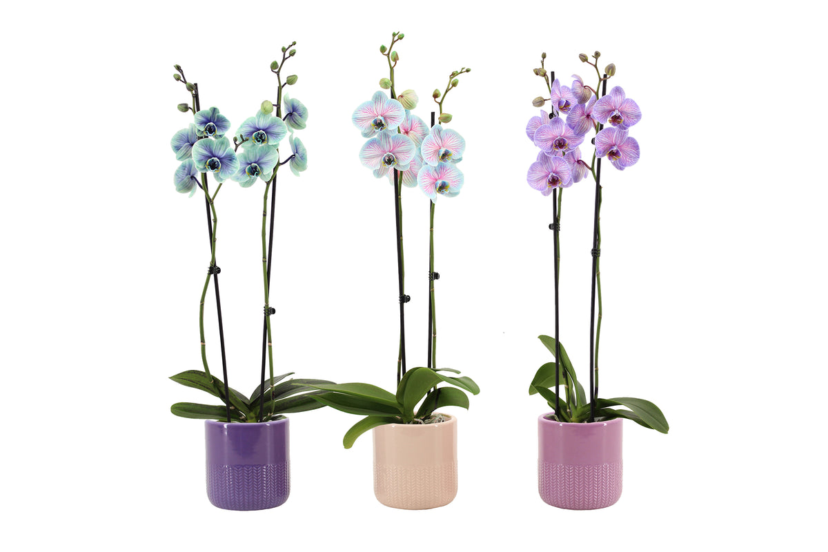 Phalaenopsis Hybrid 55cm 12cm Pot