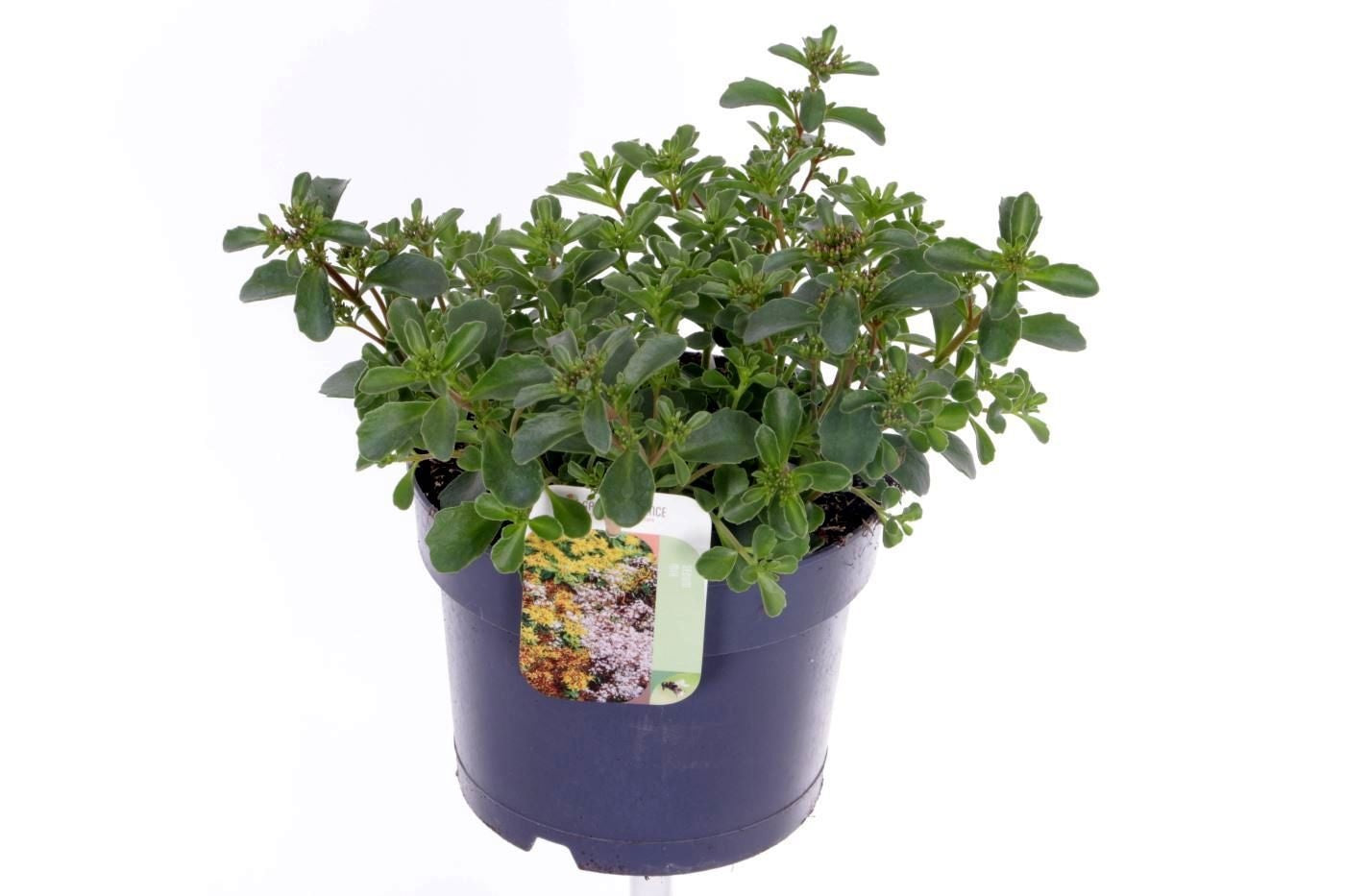 Sedum Spot on Deep Rose 20cm 17cm Pot
