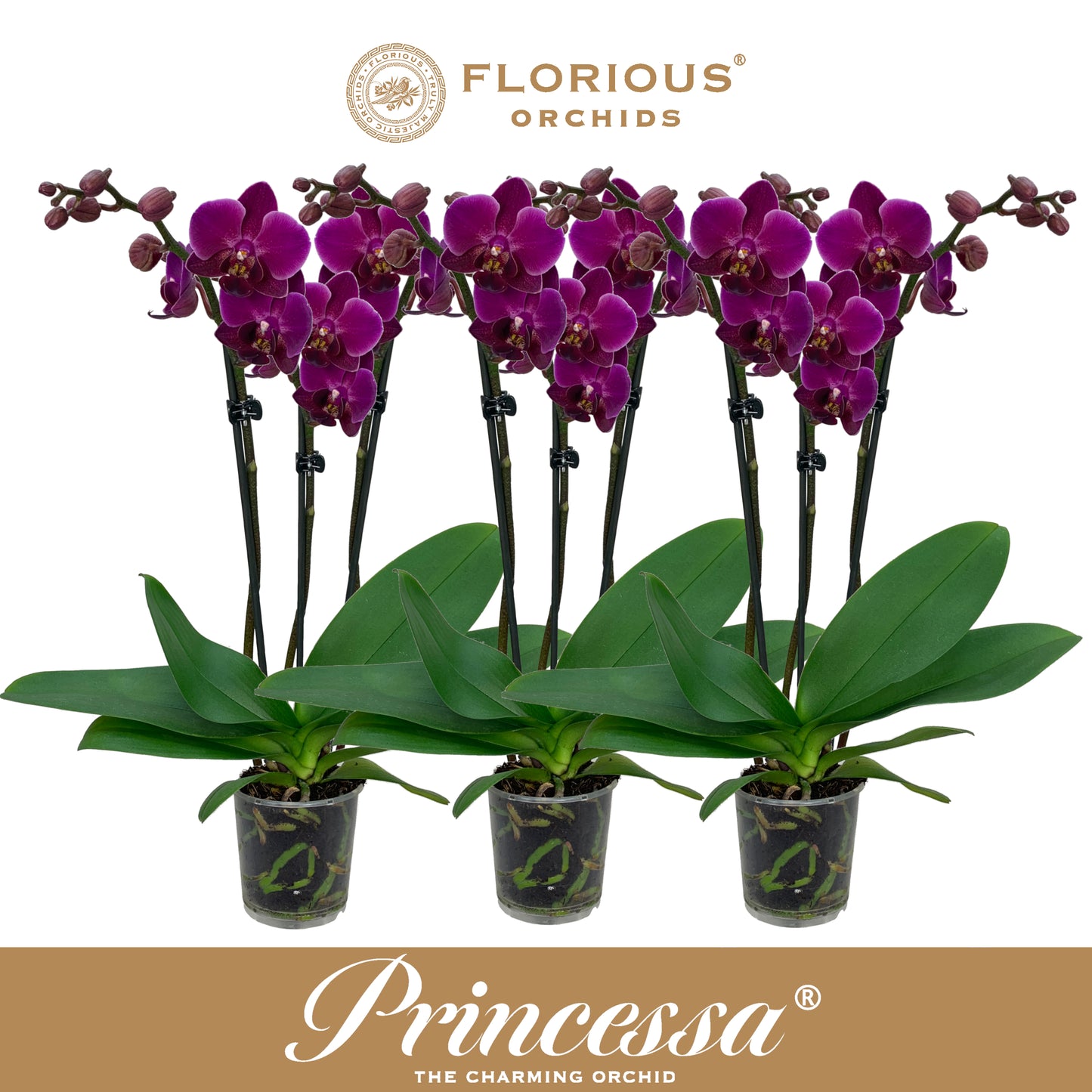 Florious Orchids Phalaenopsis purple Pack of 12