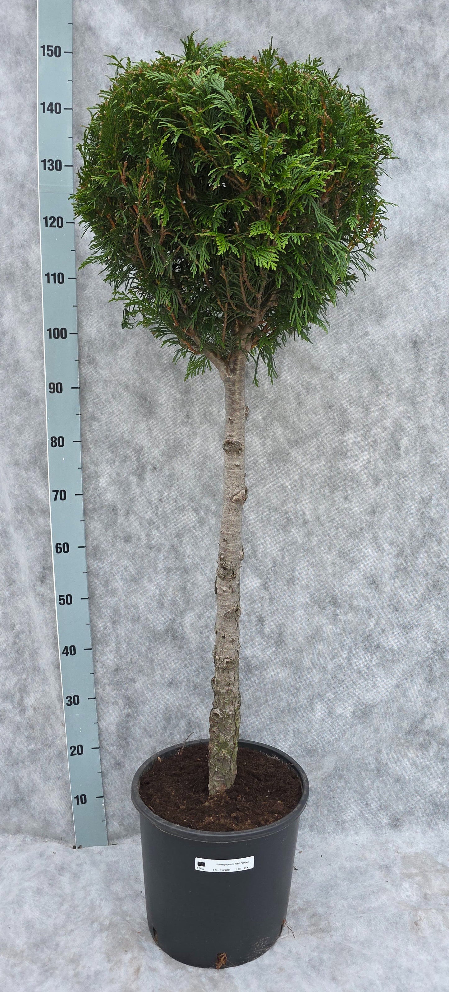 Thuja plicata Atrovirens 150cm 31cm Pot