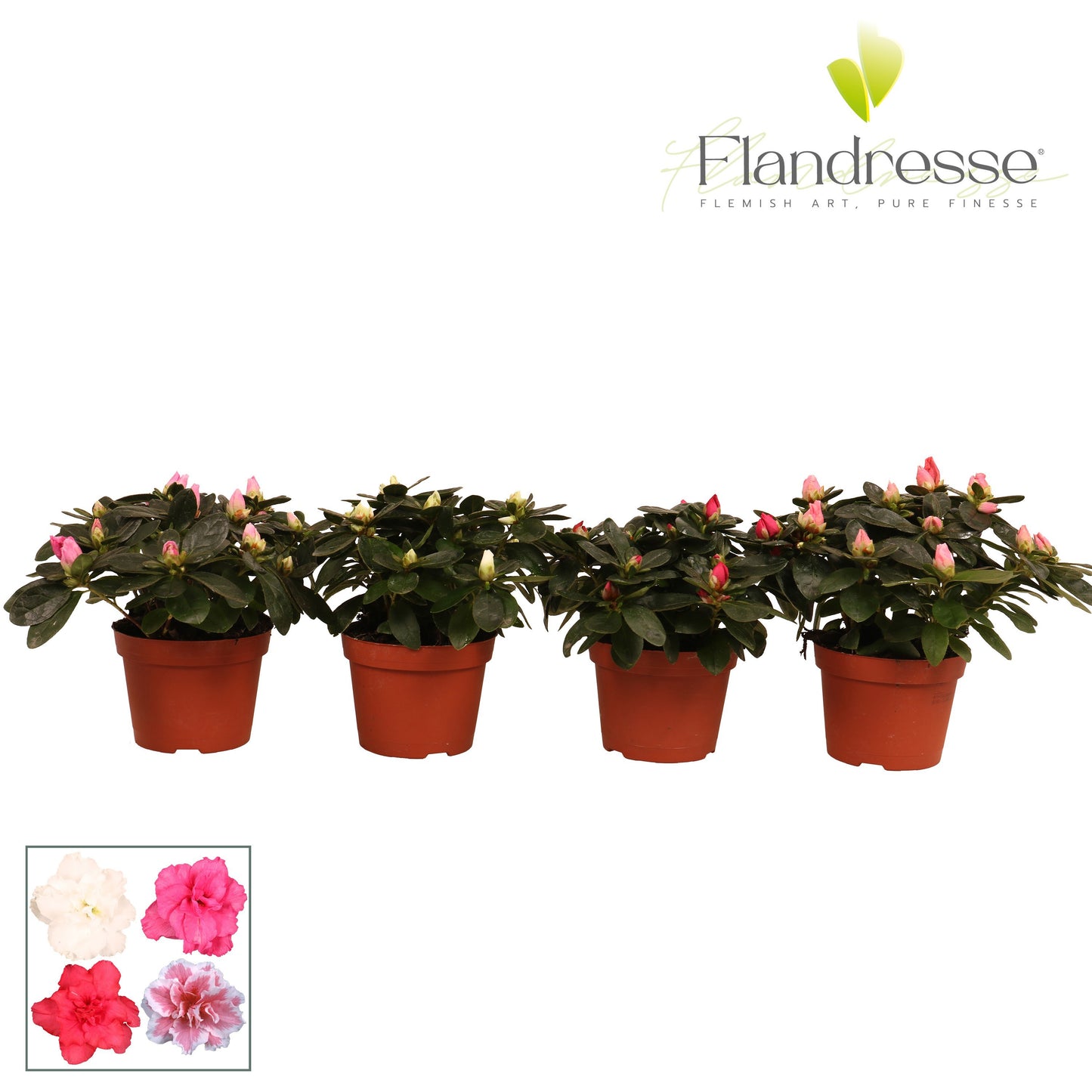 FlorAmor Rhododendron simsii mix Pack of 12
