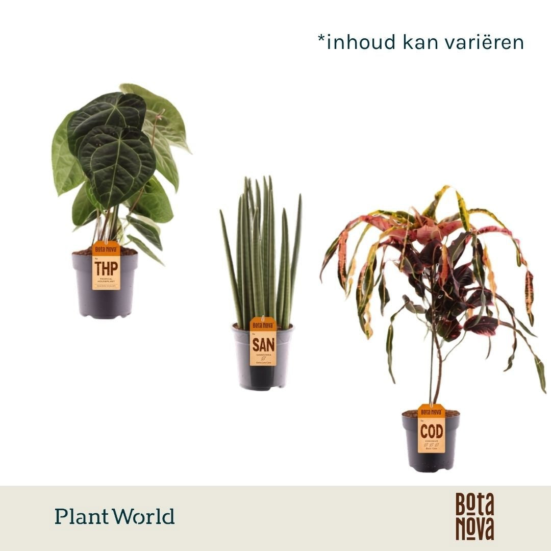 Foliage houseplants mix 50cm 19cm Pot