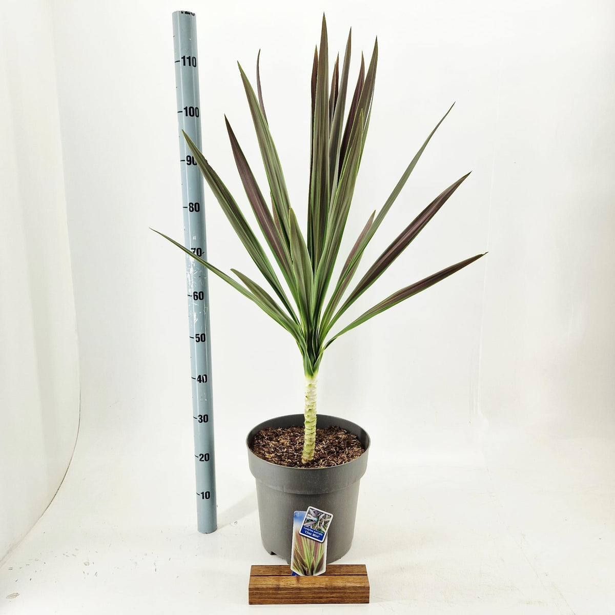 Cordyline 80cm 32cm Pot