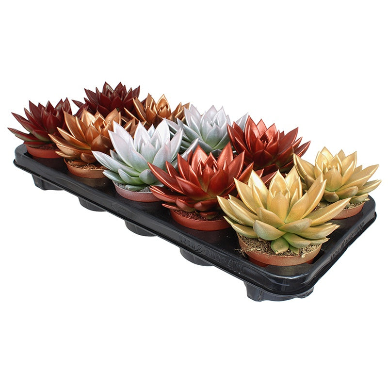 Echeveria colored bicolor mix 13cm 10.5cm Pot