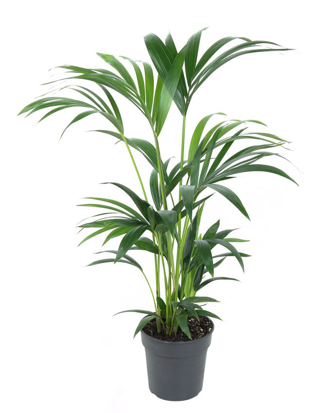 Howea forsteriana 80cm 19cm Pot