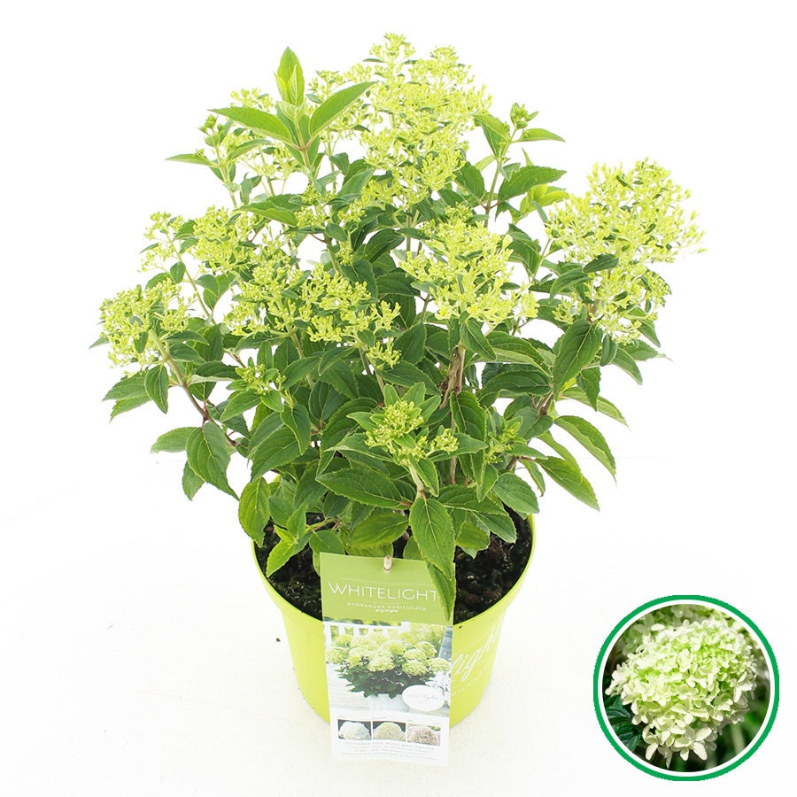 Hydrangea pan. White Light 50cm 23cm Pot