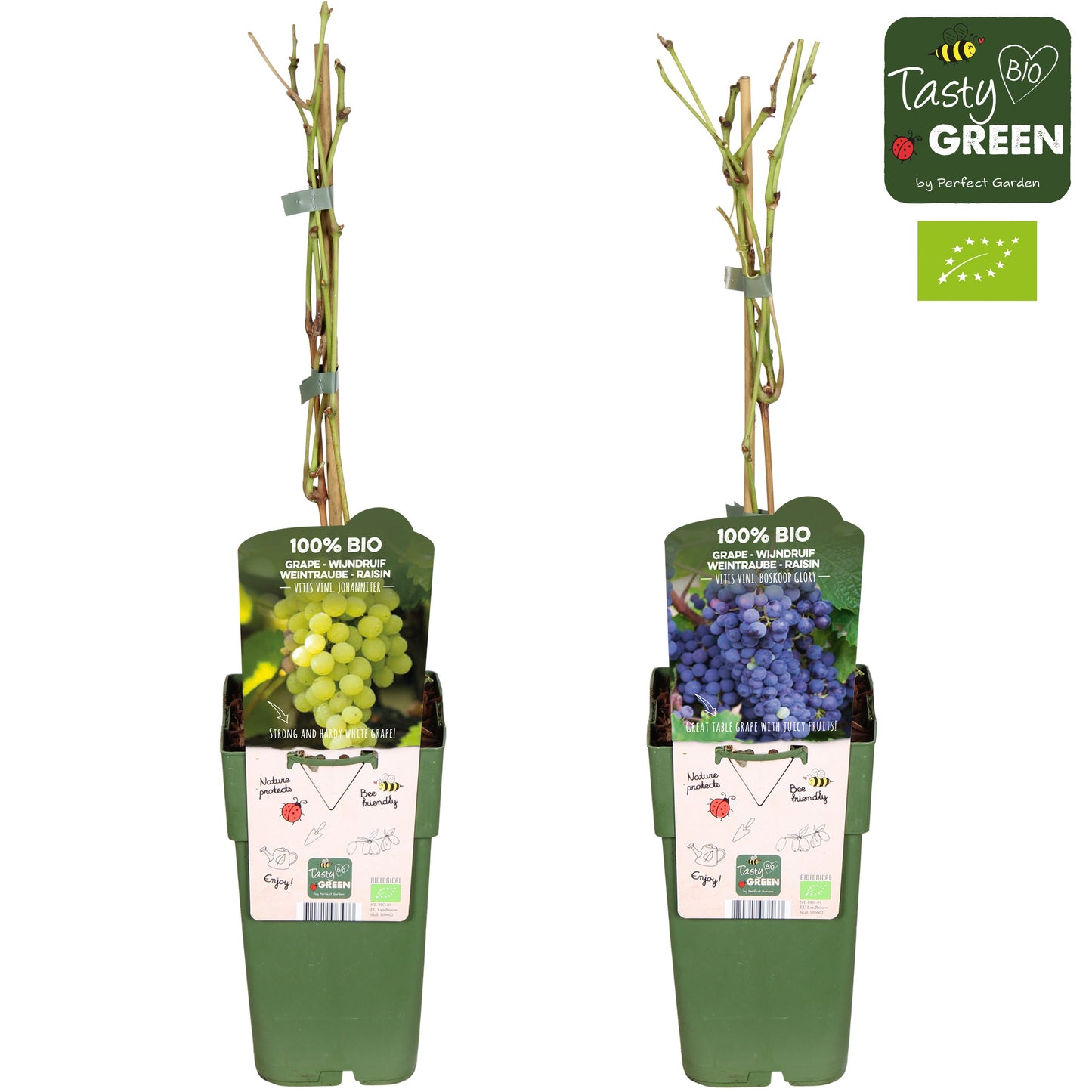 Vitis Attika (Grape) 50cm 15cm Pot