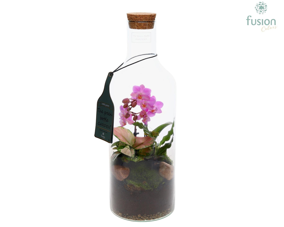 Green Bottle Fles Medium met Phalaenopsis arrangement 43cm 15cm Pot