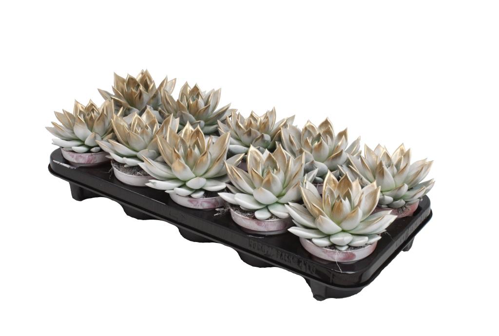 Amigo Plant VOF Echeveria colored bicolor white/gold Pack of 10