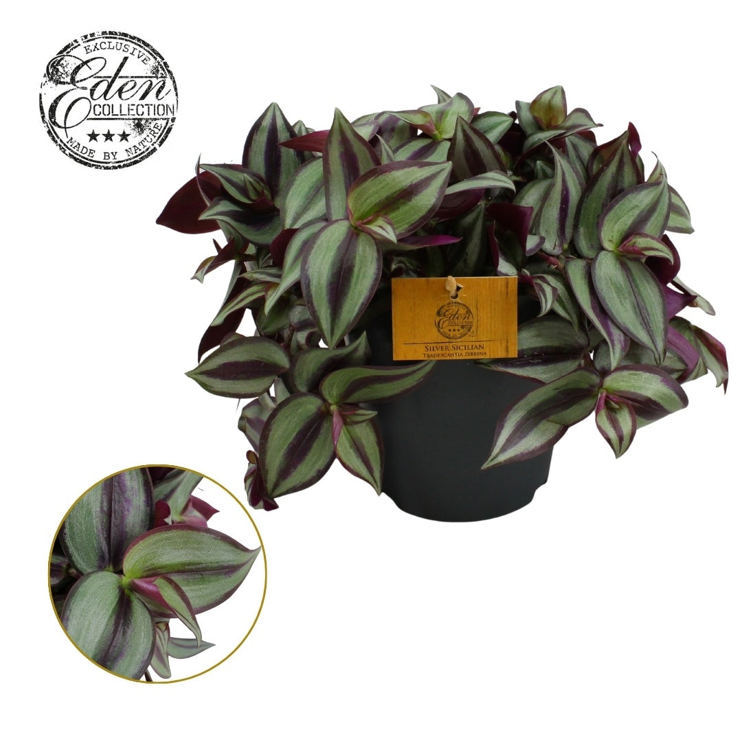 Tradescantia zebrina 15cm Pot
