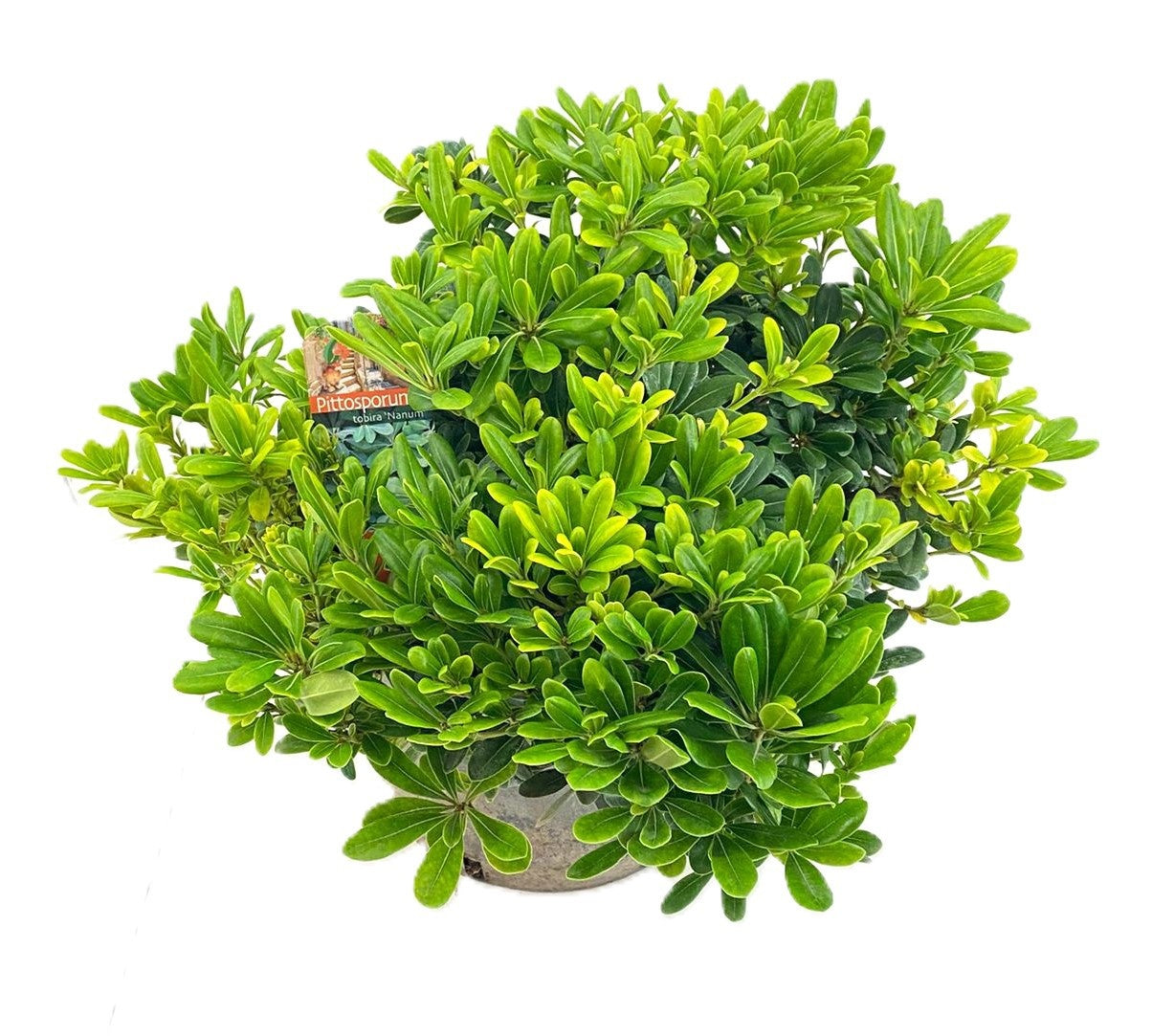 Pittosporum tobira Nanum 45cm 26cm Pot