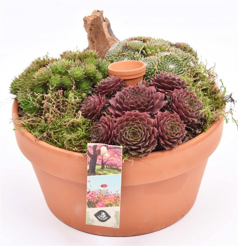 arr. Sempervivum 20cm Pot