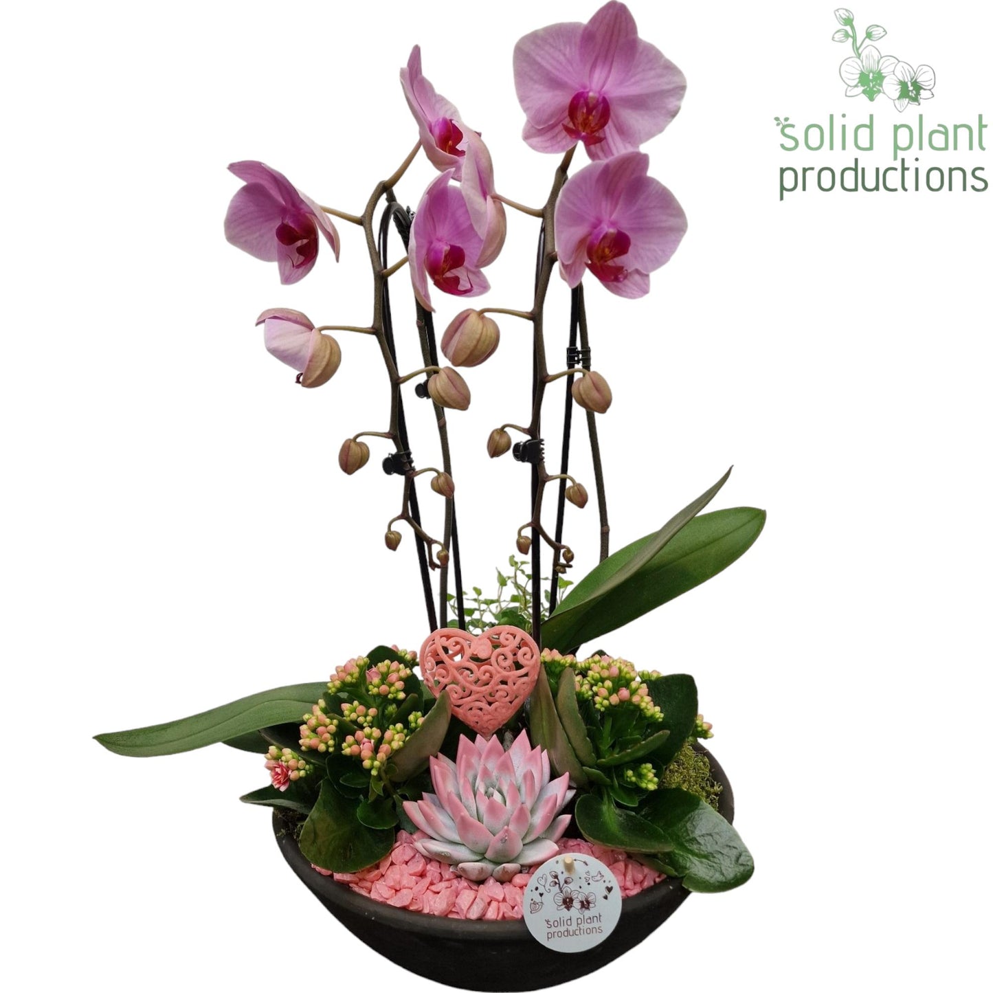 arr. Phalaenopsis white 50cm 32cm Pot