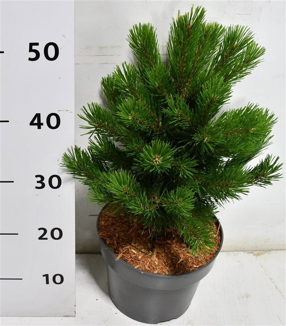 Pinus mugo Gnom 50cm 23cm Pot