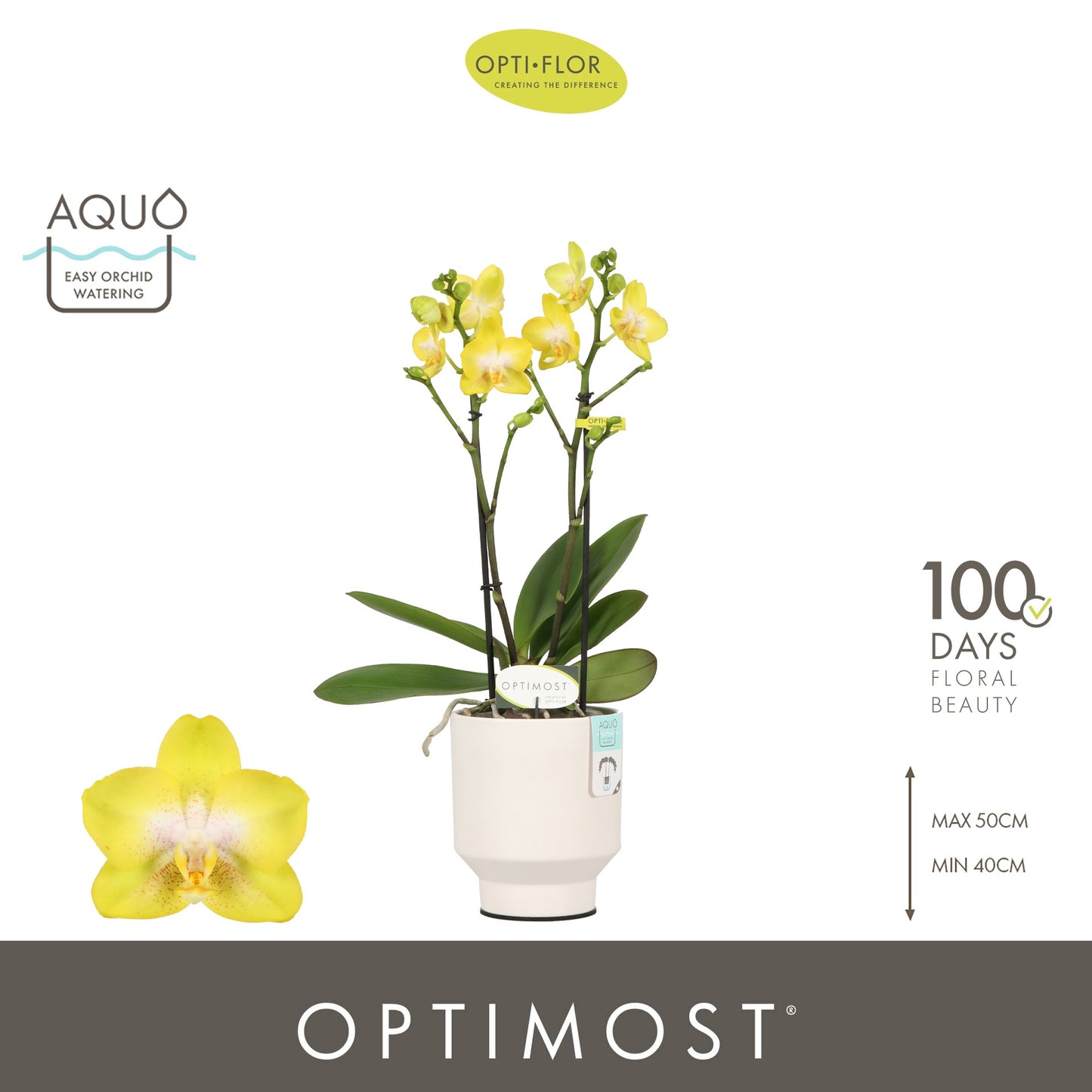 Phalaenopsis mf. Arezzo 45cm 12cm Pot