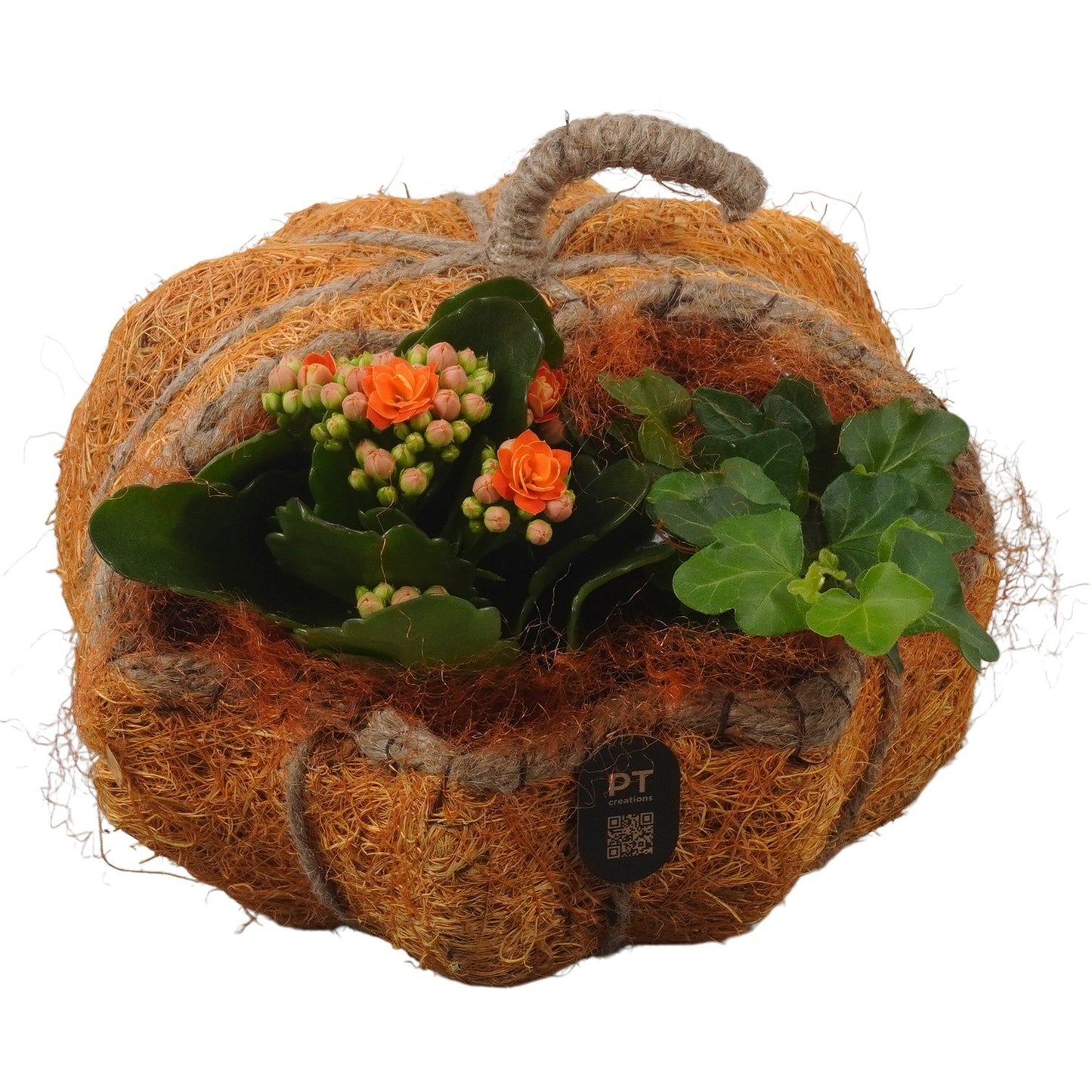 Indoor arrangement 17cm 18cm Pot