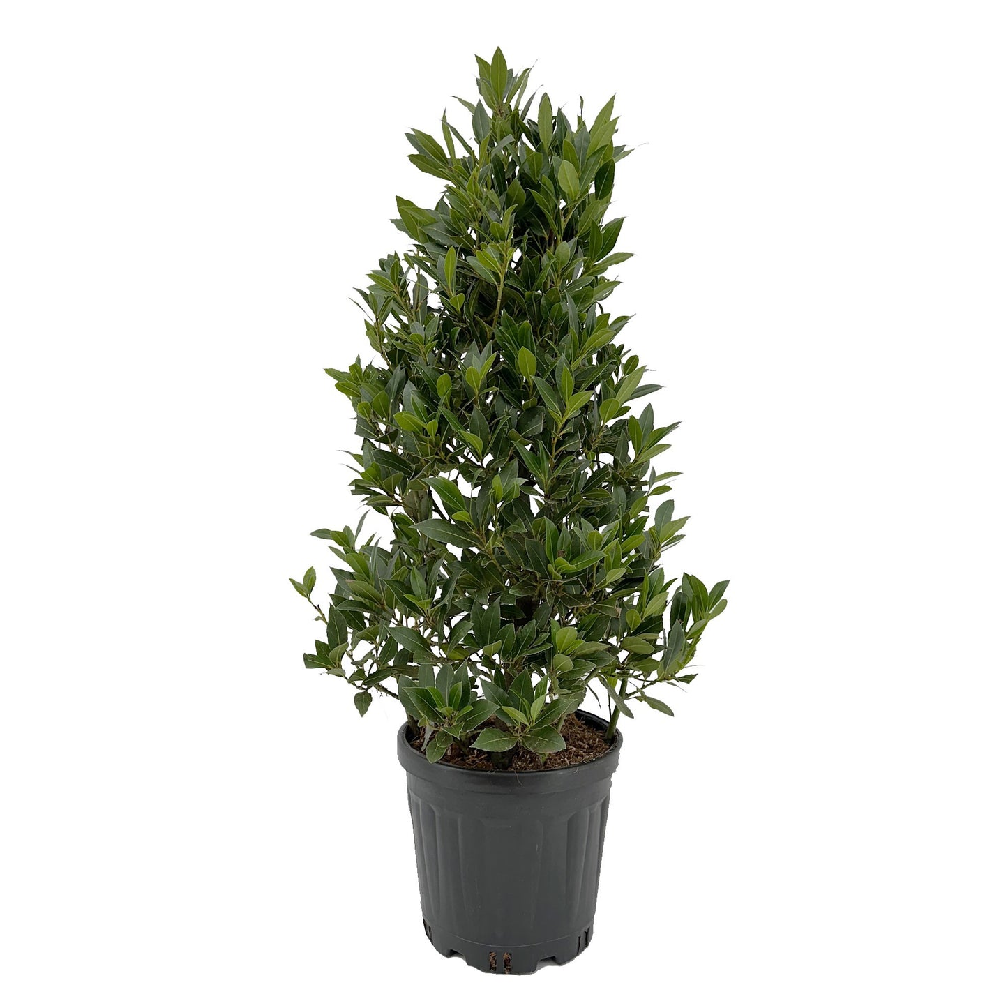 Laurus nobilis 90cm 25cm Pot