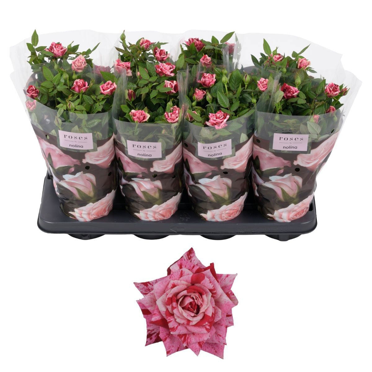 Rosa Hit Ganna 36cm 13cm Pot