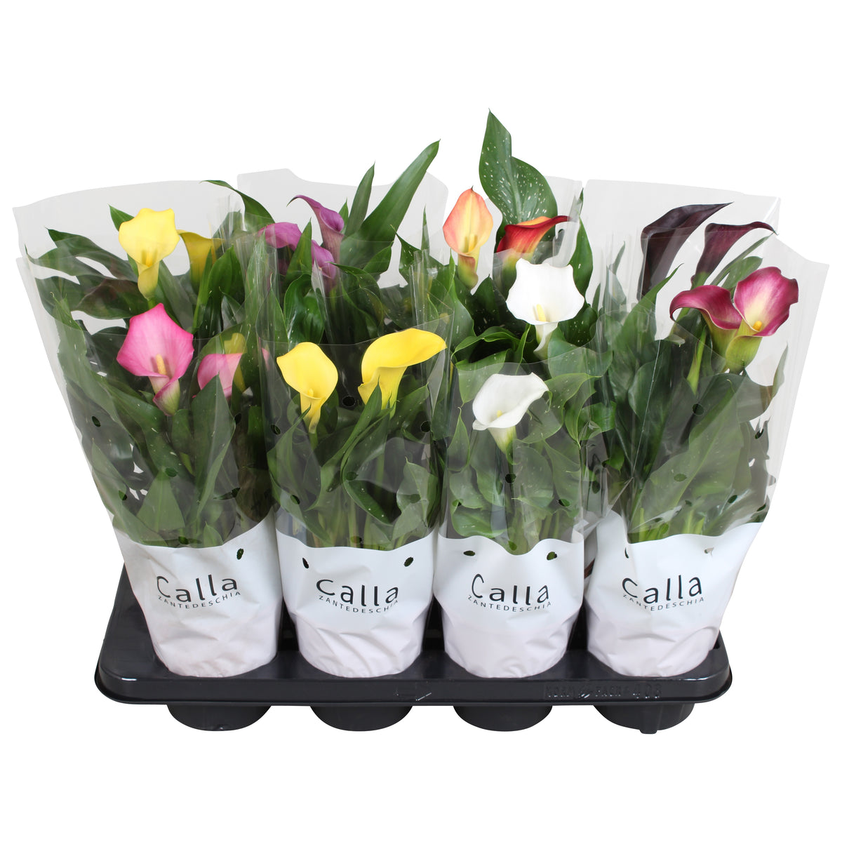 Zantedeschia mix 40cm 13cm Pot