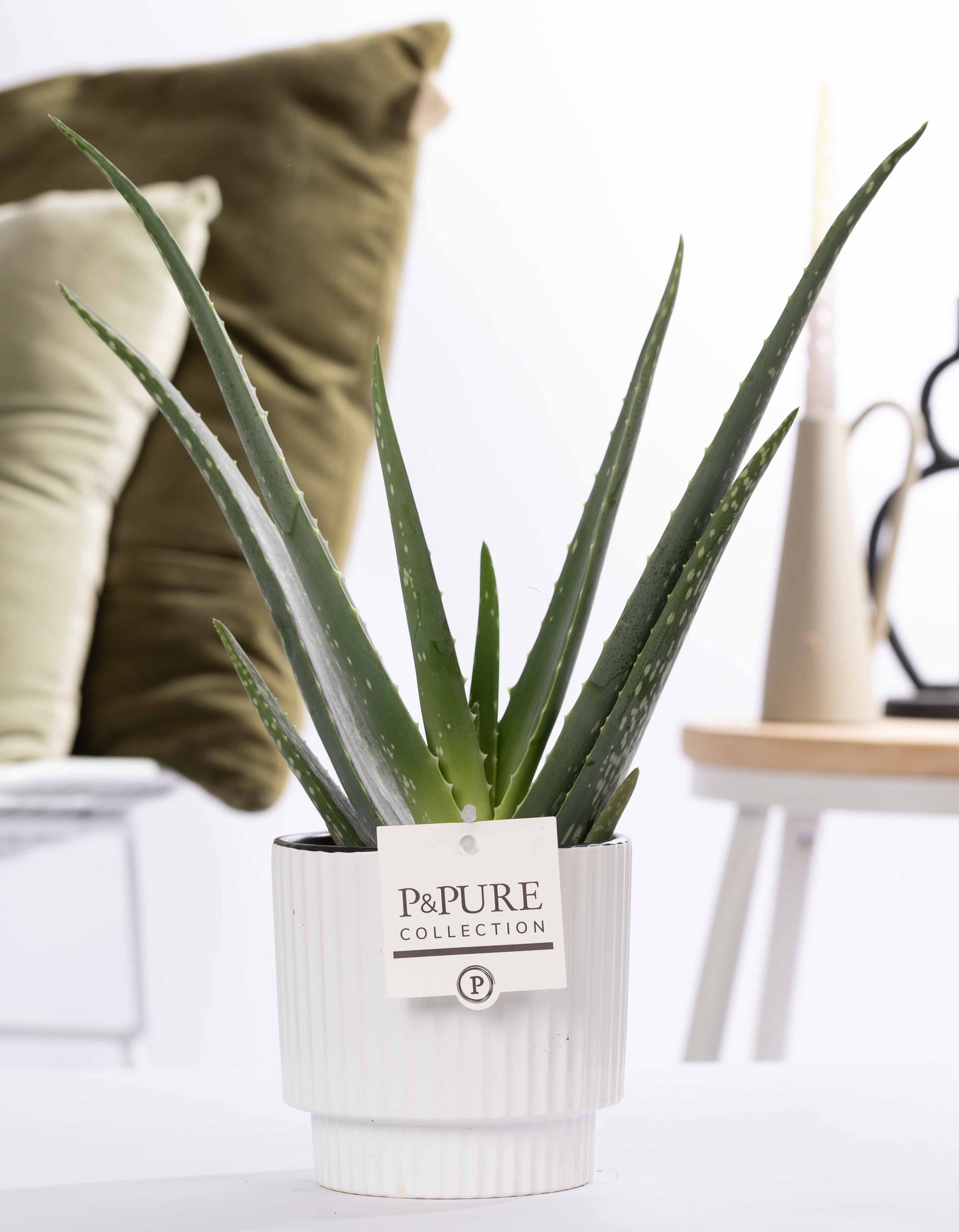 Aloe vera 40cm 12cm Pot