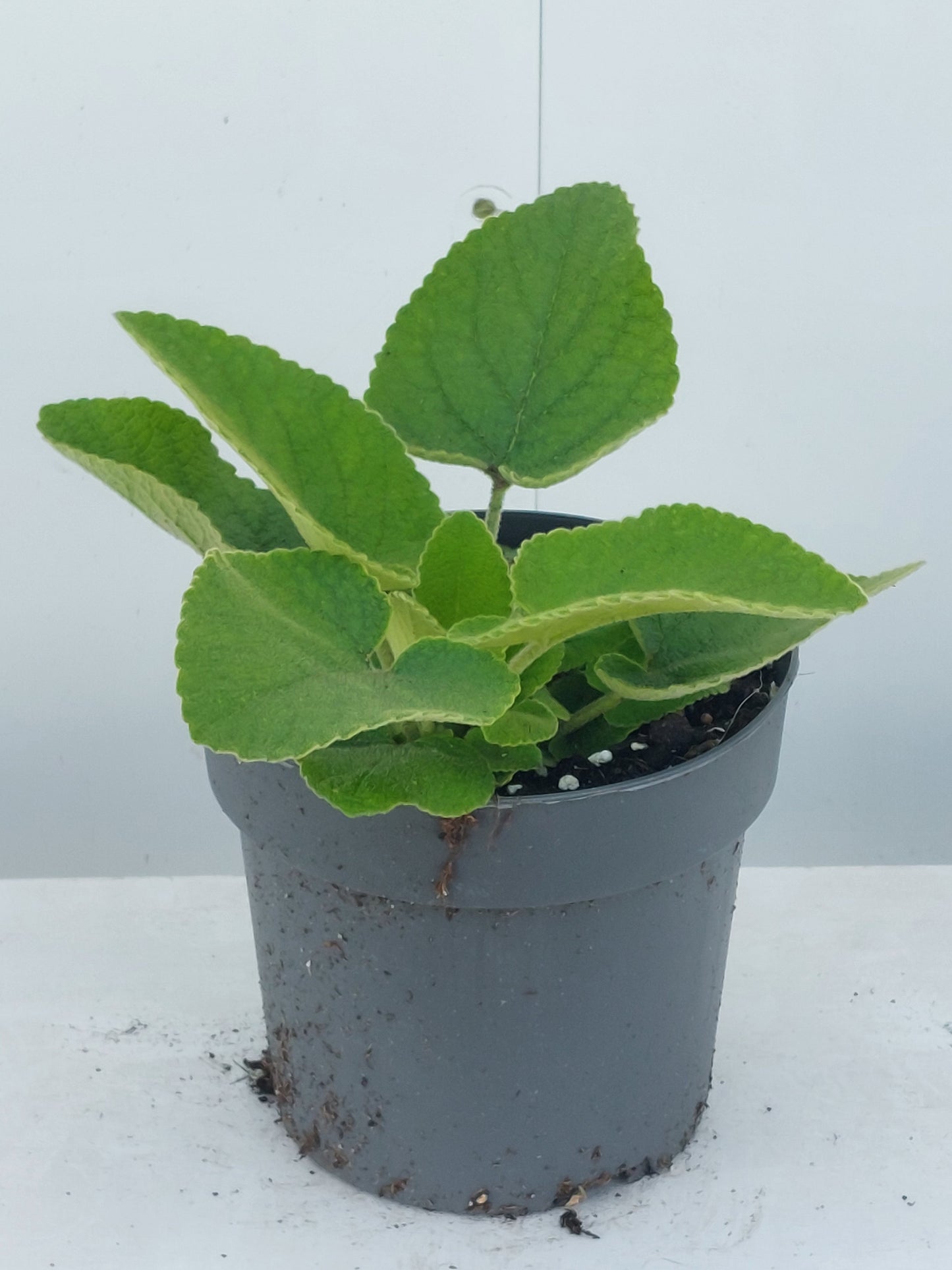 Phlomis russeliana 35cm 17cm Pot