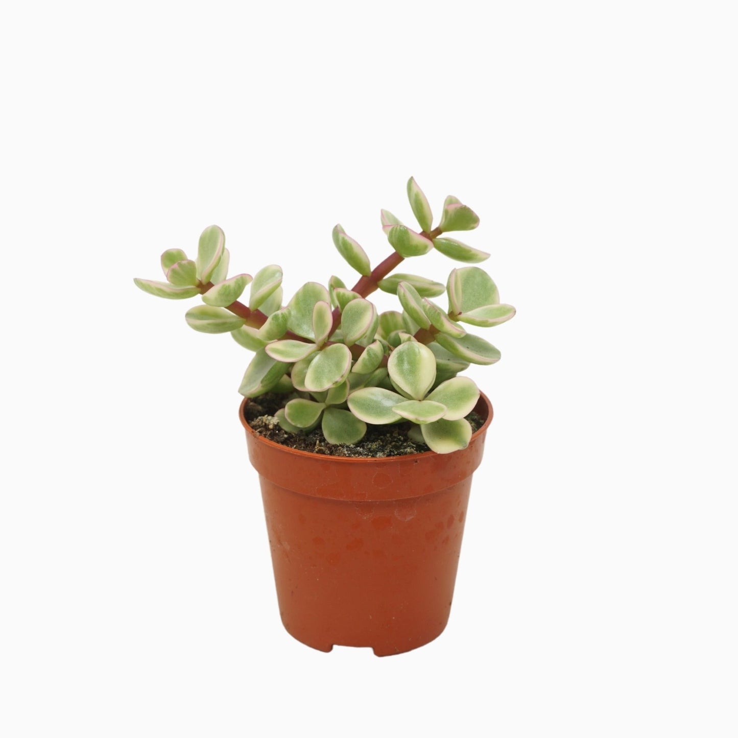 Portulacaria afra Variegata 8cm 505cm Pot